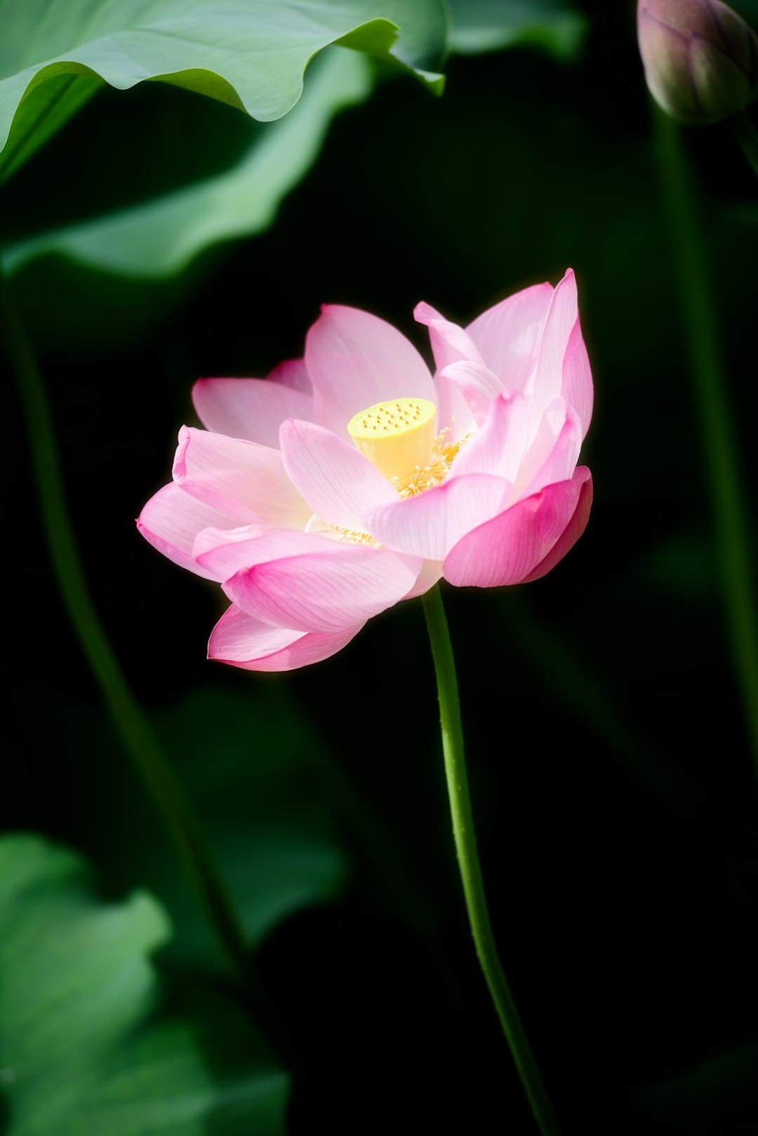 马思纯因花少团决议戒药 焦虑心情大幅缓解